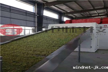 金银花 (2).jpg