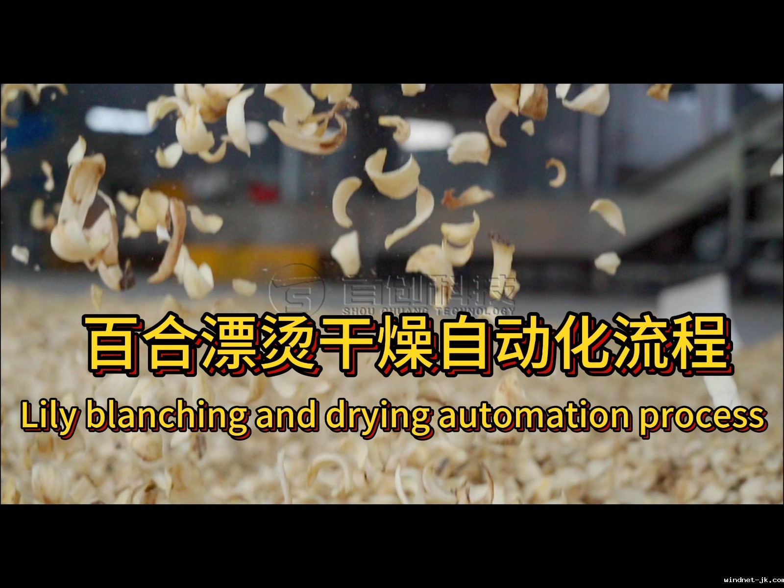 连续式百合干燥设备.jpg